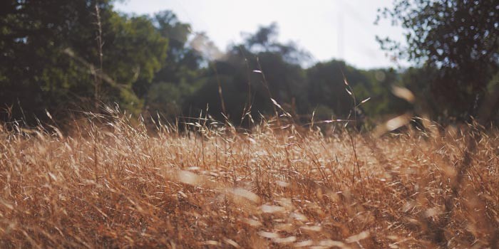 Campo leonés sin afectaciones por ola de calor