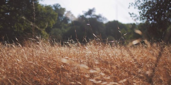 Campo leonés sin afectaciones por ola de calor
