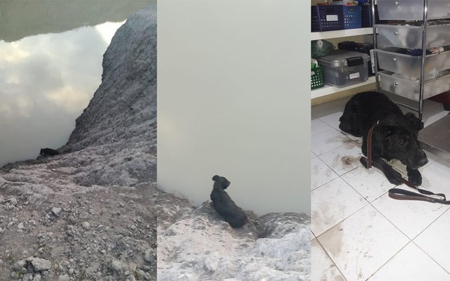 Rescatan a un perro atrapado en un banco de tepetate