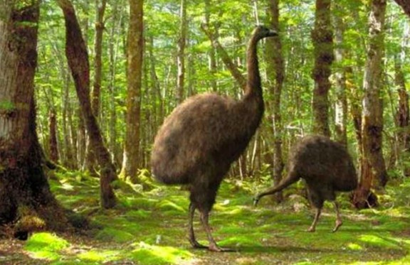 Hombre paseaba a su perro y encuentra huellas de ave gigante extinta