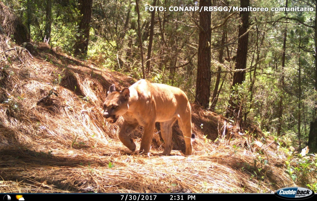 Tiene Guanajuato 93 especies de flora y fauna en riesgo