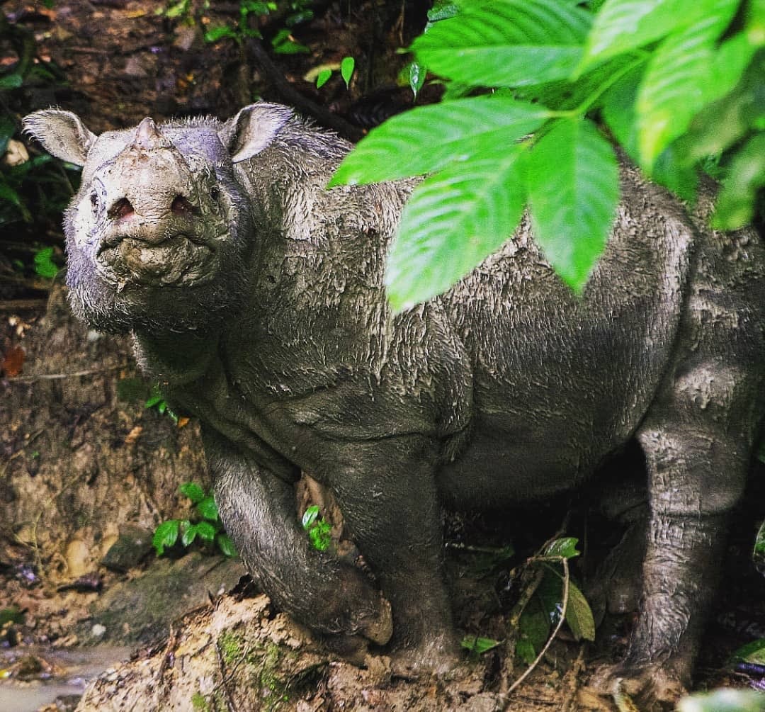 Muere el último rinoceronte macho de Sumatra en Malasia