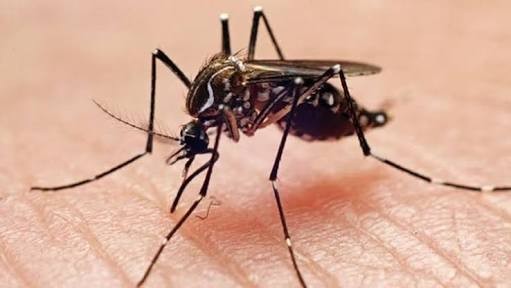 Tras detectar dos casos de Dengue, refuerzan medidas sanitarias