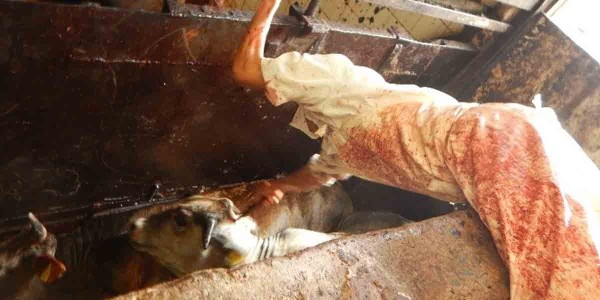 Secretaría de Salud destruye más de una tonelada de carne no apta para consumo