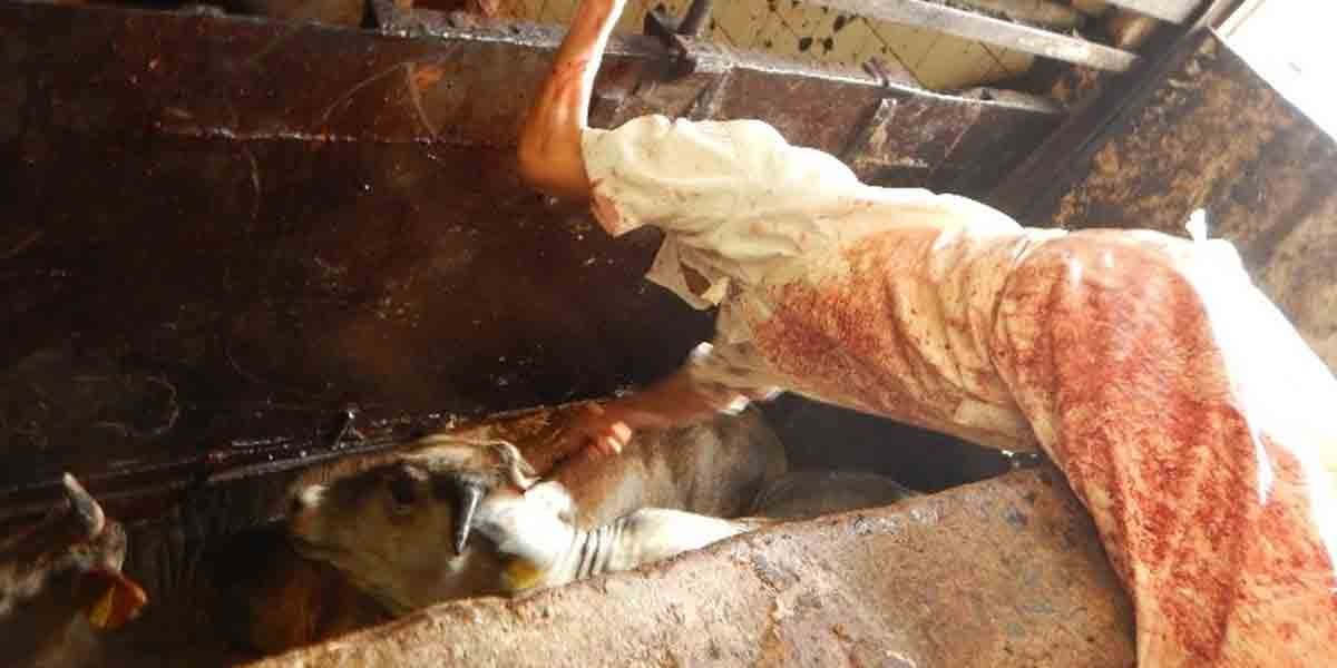 Secretaría de Salud destruye más de una tonelada de carne no apta para consumo