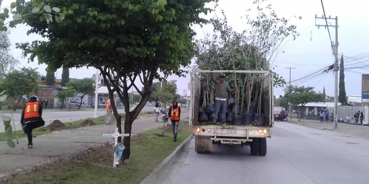 Plantarán más de 8 mil árboles en León