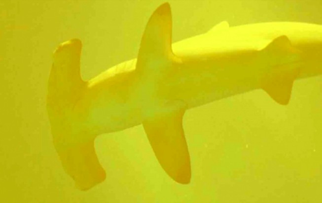 Encuentran tiburones en cráter de volcán submarino