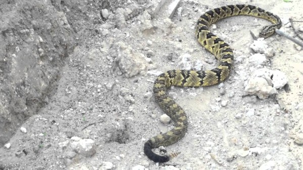 Lo muerde dos veces víbora de cascabel y queda grave