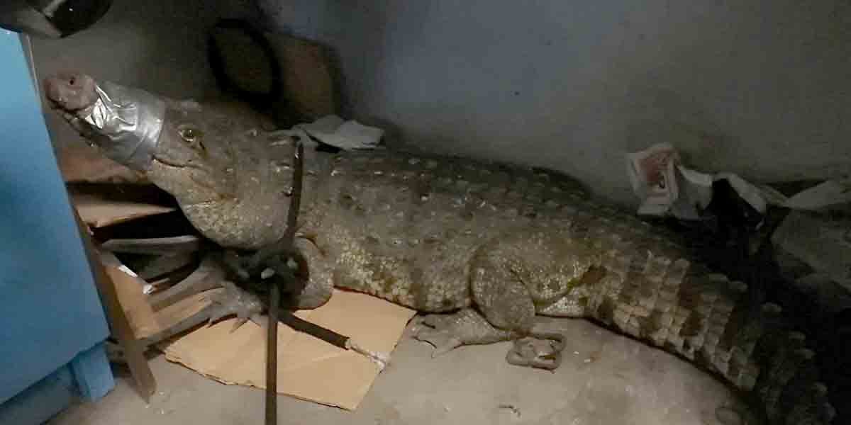 Aseguran cocodrilo en Irapuato