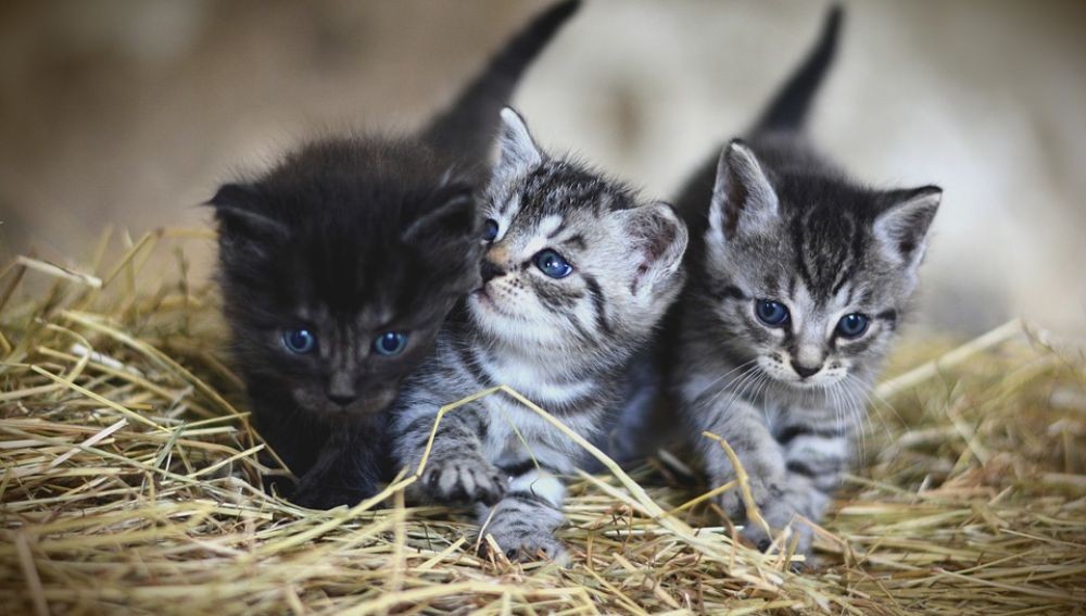 Crean vacuna contra alergia a los gatos