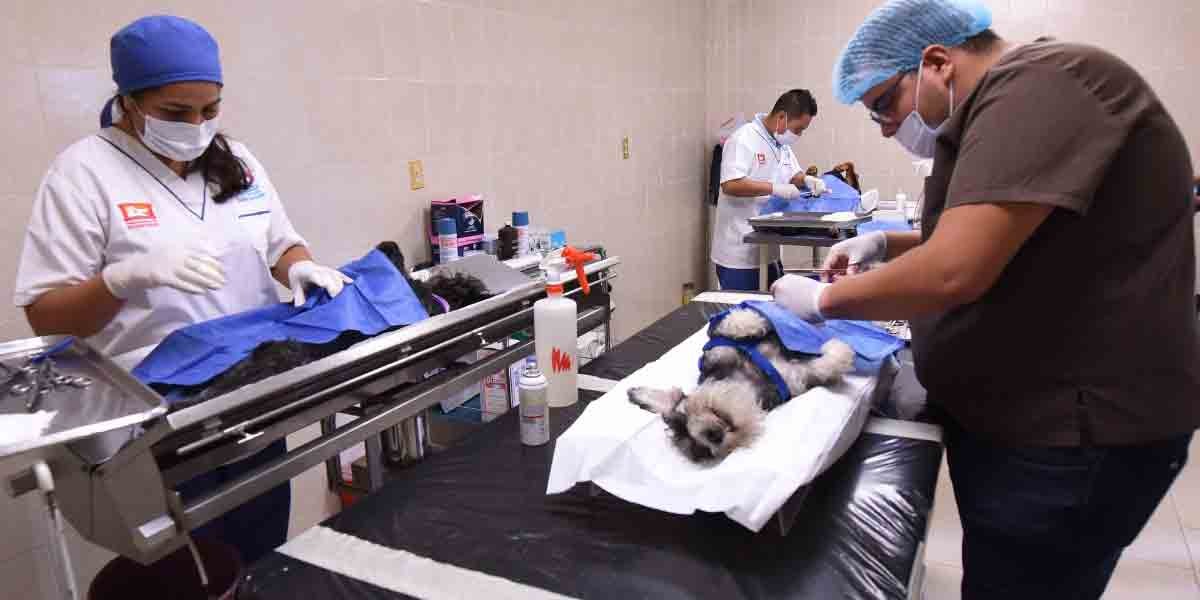Esterilizados 220 perros y gatos en Irapuato
