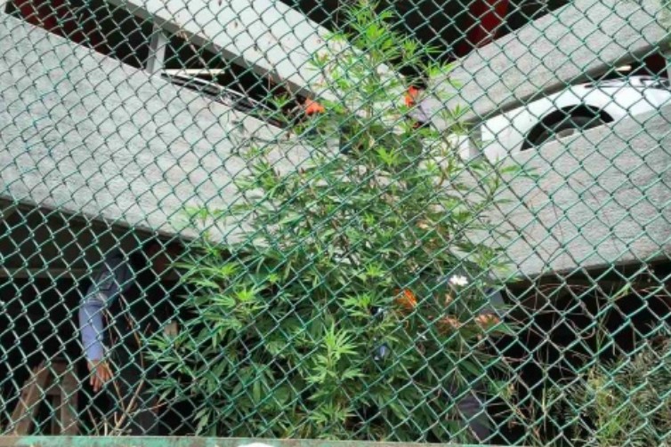 Siembran marihuana en el Aeropuerto de México