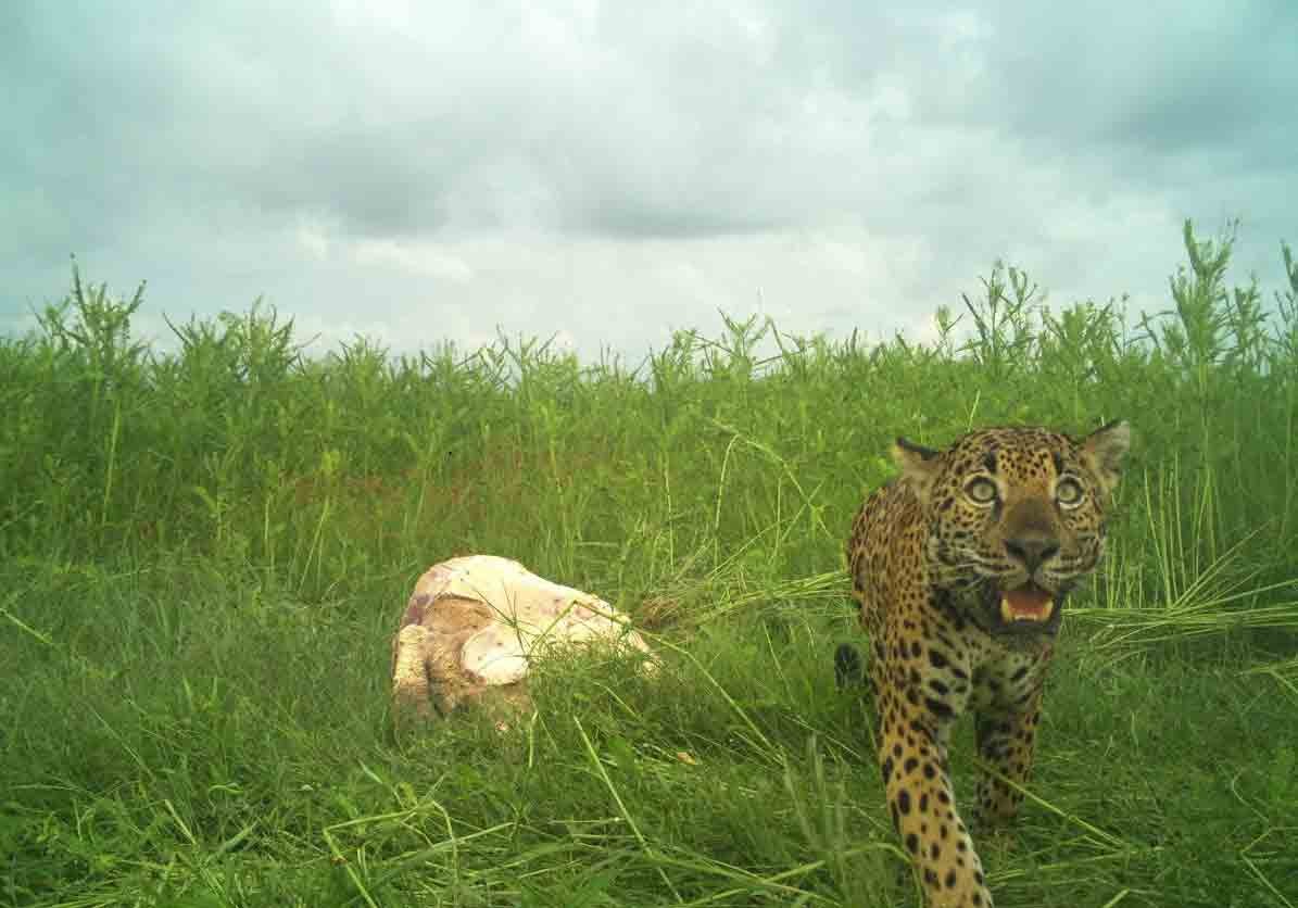 Captan a jaguar y su cría alimentándose de tortuga marina en Nayarit