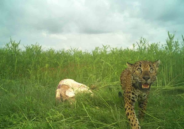 Captan a jaguar y su cría alimentándose de tortuga marina en Nayarit