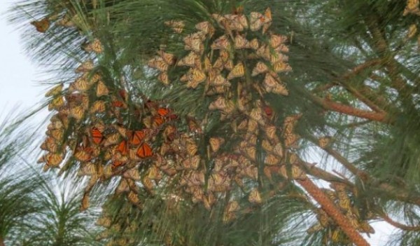 Llegan mariposas monarca a santuarios