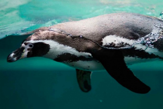 Encuentran fósiles de pingüino de 1.70 metros
