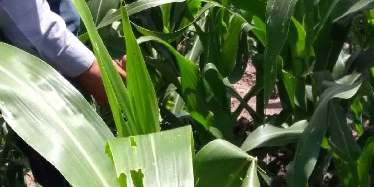 Implantan en el campo leonés técnicas de producción 100% ecológicas