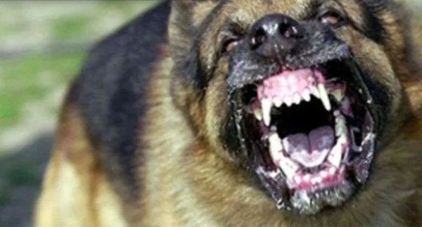 Ataca perro a hombre y queda grave