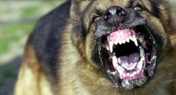 Ataca perro a hombre y queda grave