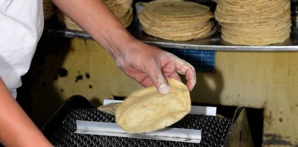 Podría aumentar precio de la tortilla en enero