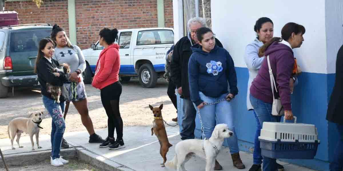 Inicia campaña de esterilización en Irapuato