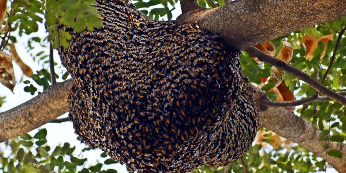 Ataca enjambre a jardineros en Jardines de Jerez