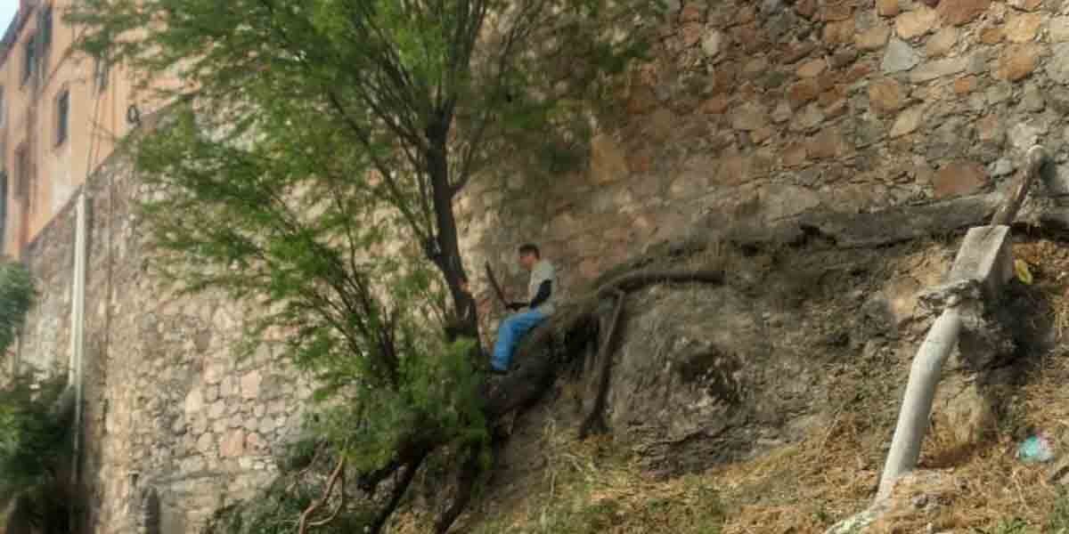 Detienen a hombre que intentaba talar árbol en la calle Miguel Hidalgo
