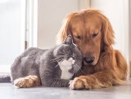 Ciudadanos querían abandonar a sus mascotas por coronavirus