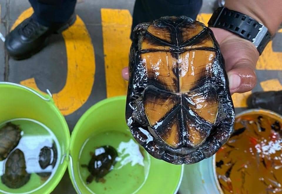 Hallan tortugas en paquetería
