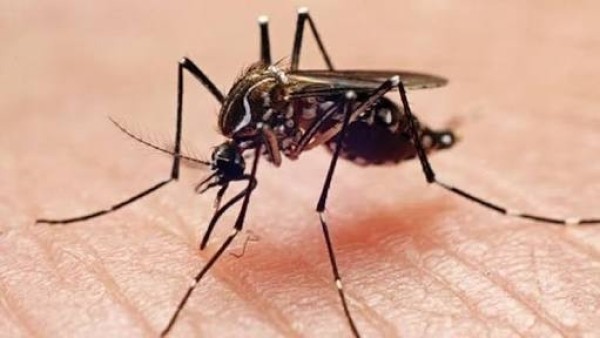 Concluye nebulización contra dengue