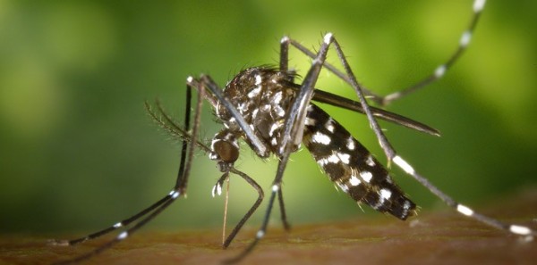 Alertan de posible incremento de casos de dengue