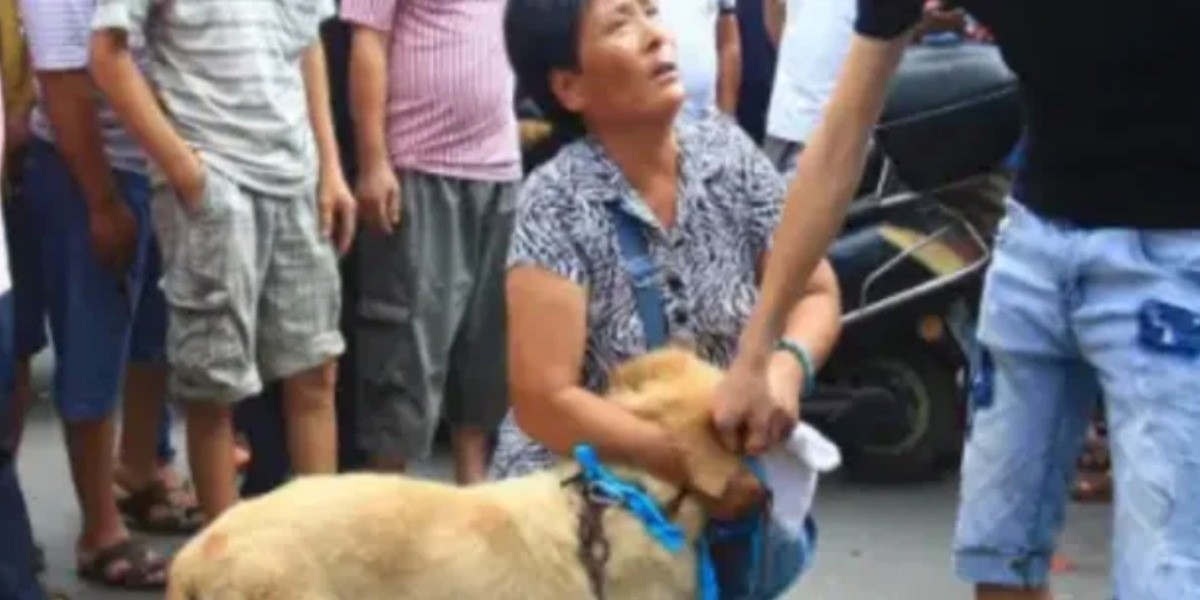 Confisca Corea del Norte a perros y los sacrifica