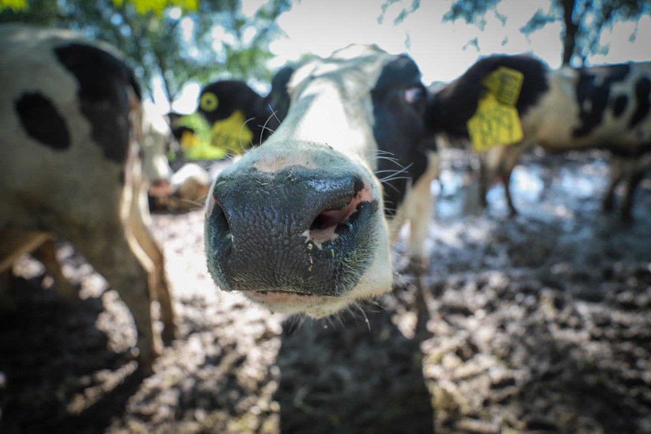 Entrega Municipio vaquillas a productores lecheros