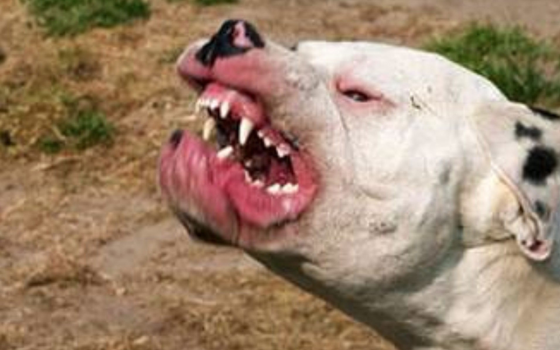 Atacan cuatro perros pitbull a joven