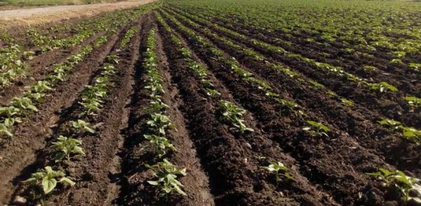 Aumentan exportaciones de sector agroindustrial pese a pandemia