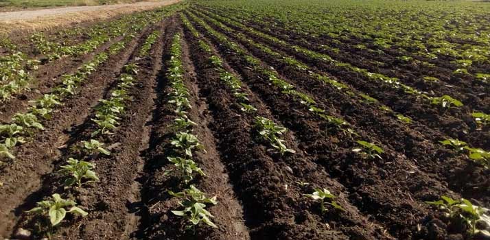 Aumentan exportaciones de sector agroindustrial pese a pandemia