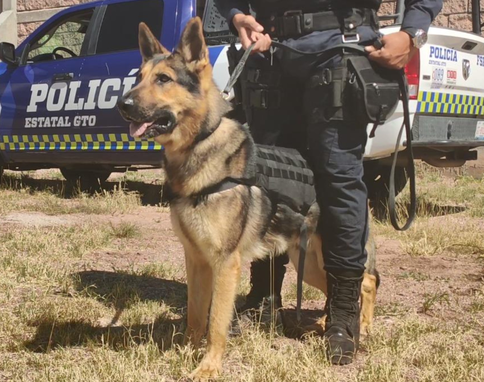 Obtienen certificación en los cursos manejo canino e instructores de caninos en detección