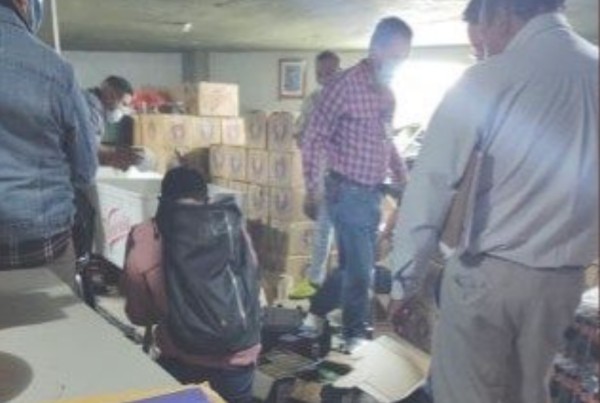 Municipio morenista de San José Iturbide organiza peleas de gallos