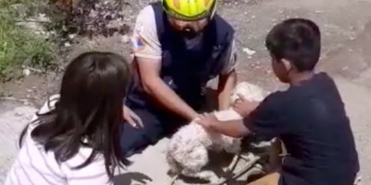 Rescatan a perrito que había caído a registro