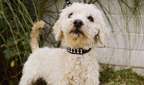 Guanajuato, sexto estado a nivel nacional con más hogares con al menos una mascota