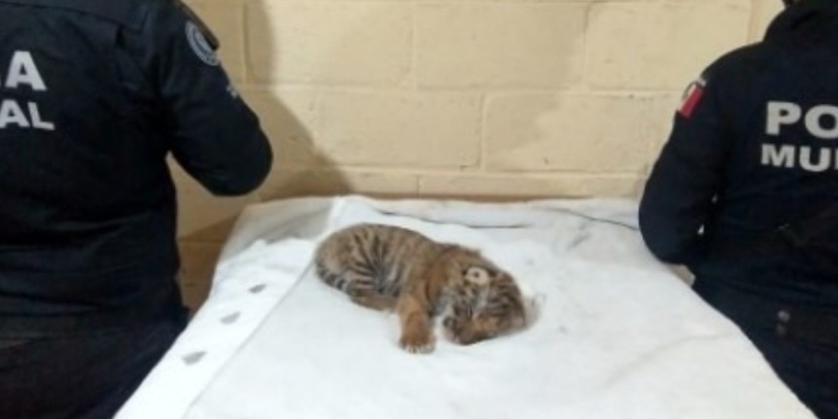 Detiene policía a joven en posesión de un tigre