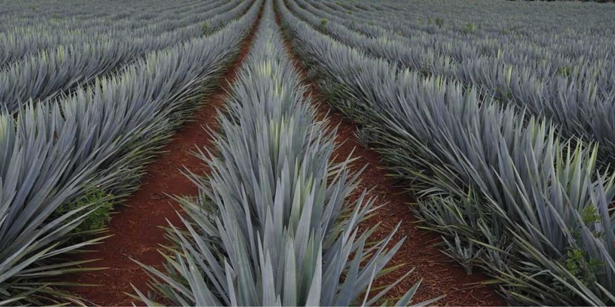 Deforestación para sembrar agave es muy grave: Diego Sinhue