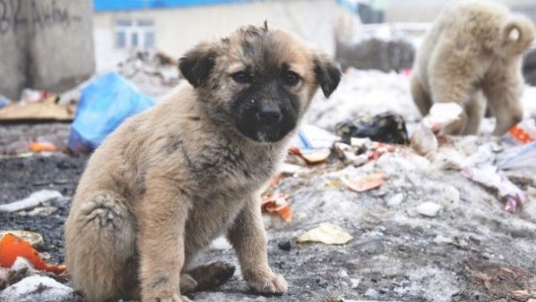 Suman 50 mil pesos en multas por maltrato animal