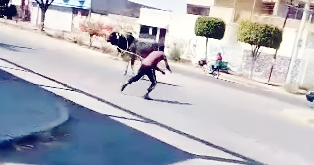 Los Toros en Celaya causan caos en la ciudad