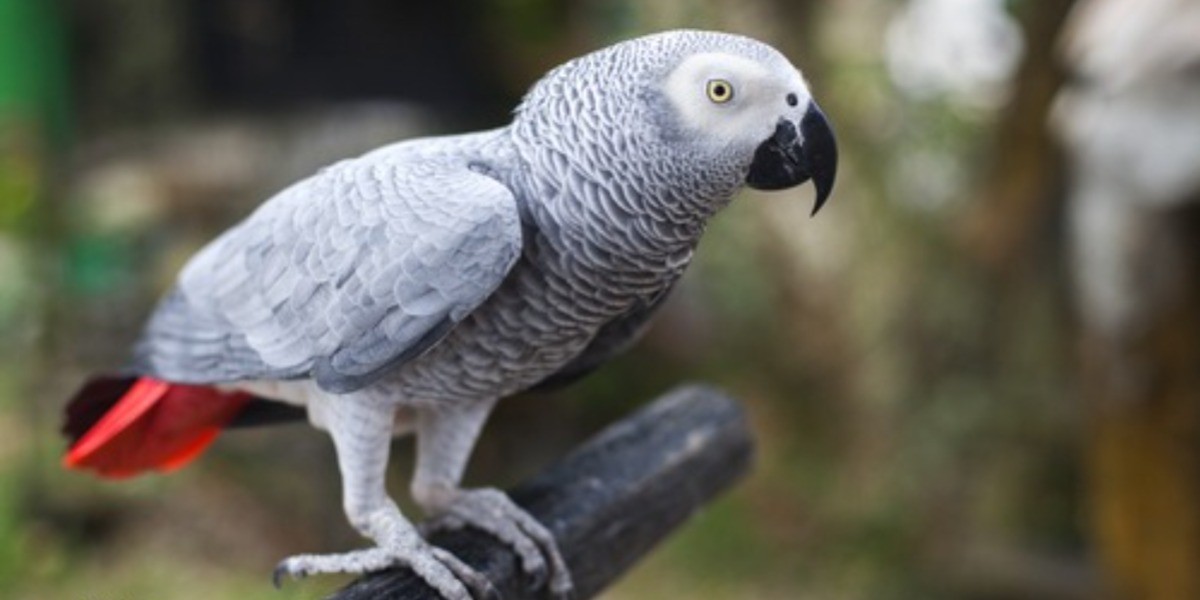 Detona pandemia aumento en tráfico de animales