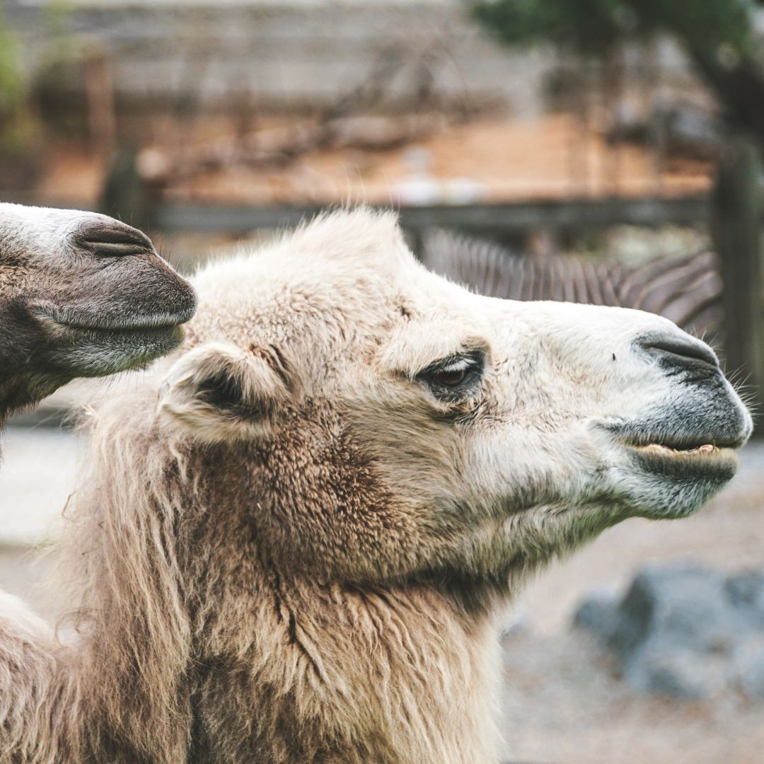 Gripa del camello podría acechar a los asistentes del Mundial de Qatar 2022