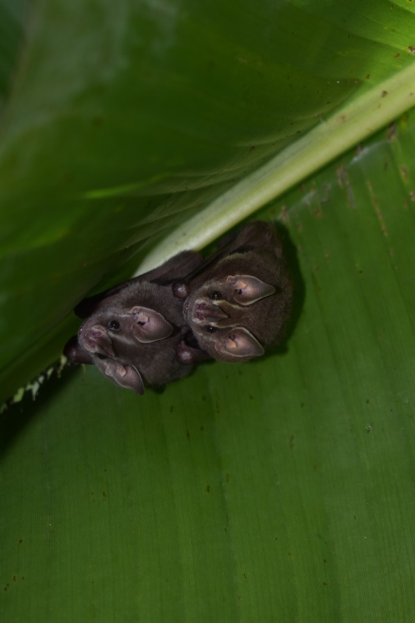 Declararán con muerte cerebral a niña contagiada de rabia en Oaxaca