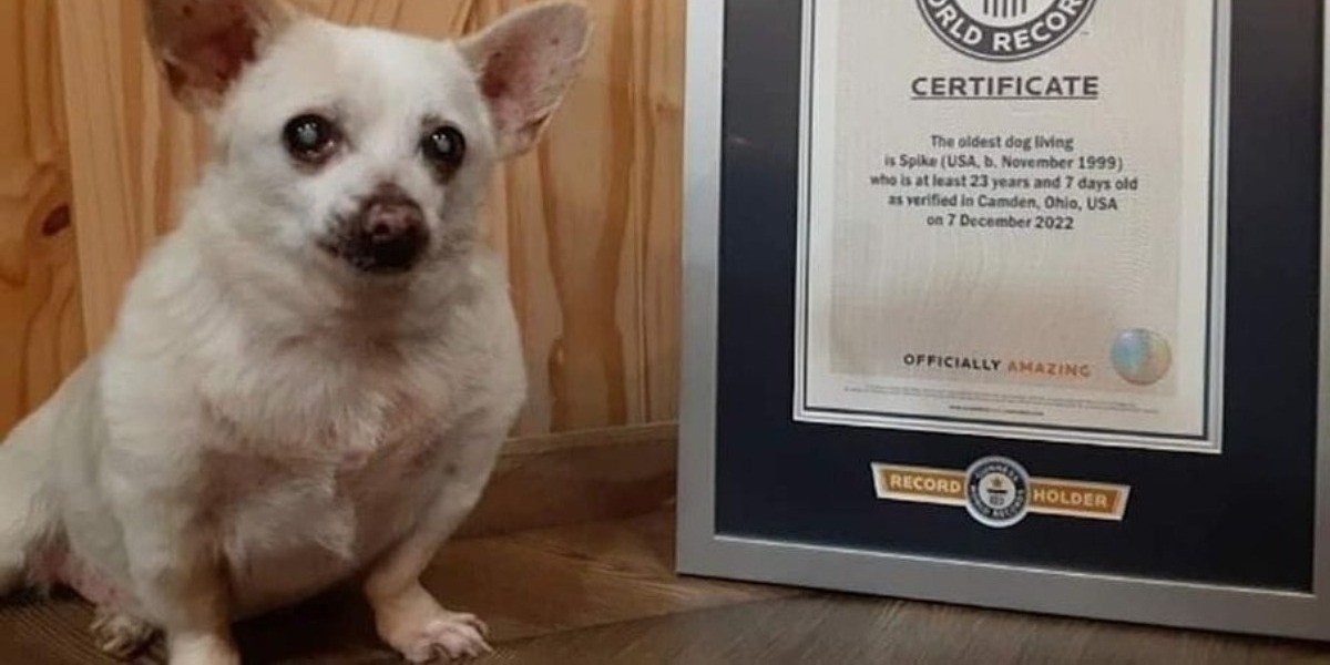 Conoce a Spike, el perro más viejo del mundo