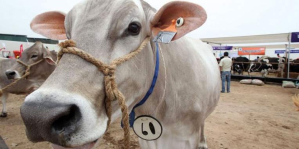 Federación le está dando “en la madre“ a ganaderos de Guanajuato: SDAYR