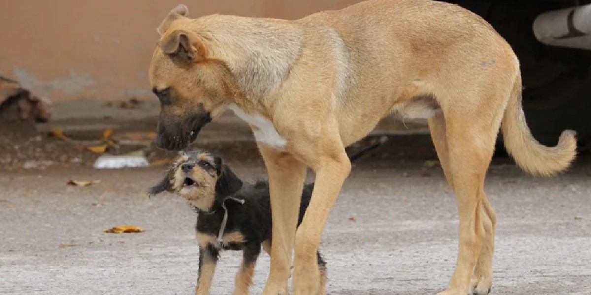 León: Inhabilitan a funcionario que mató a un perro